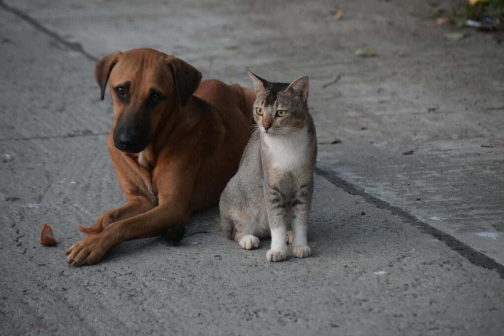 dog lying down and cat sitting