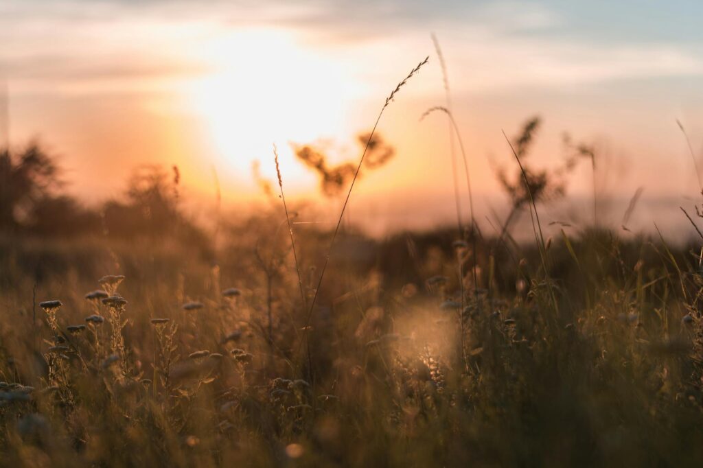 selective focus photo of plants during sunset
