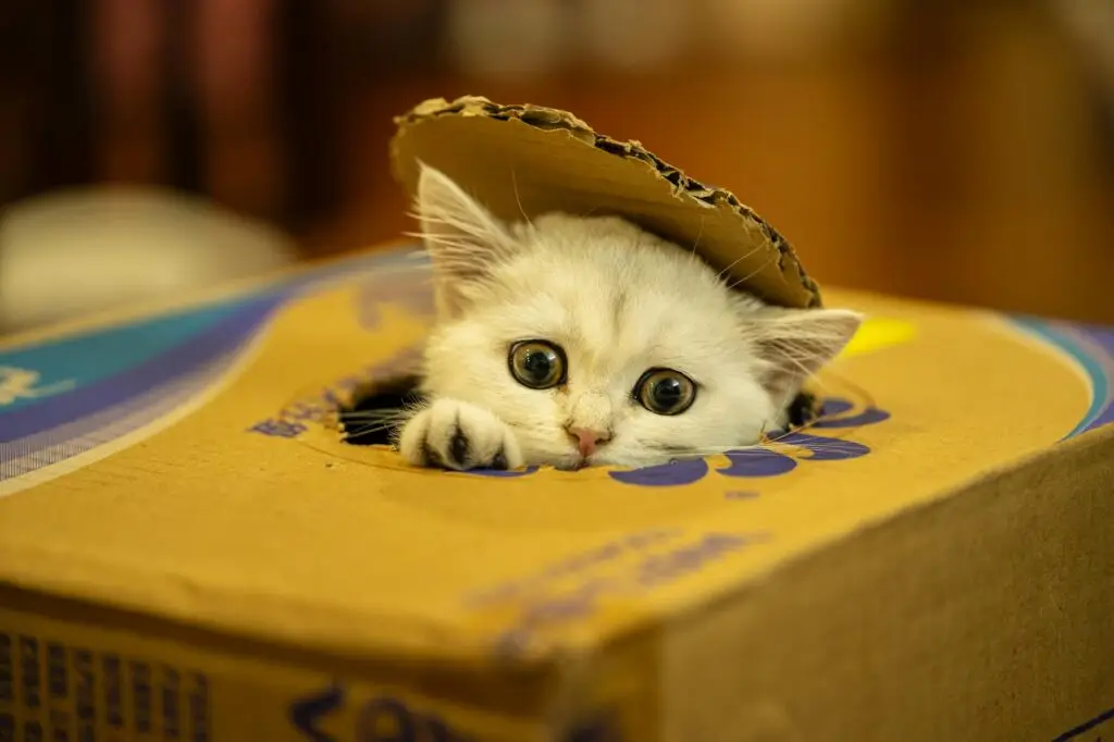 cute kitten peeking from cardboard box