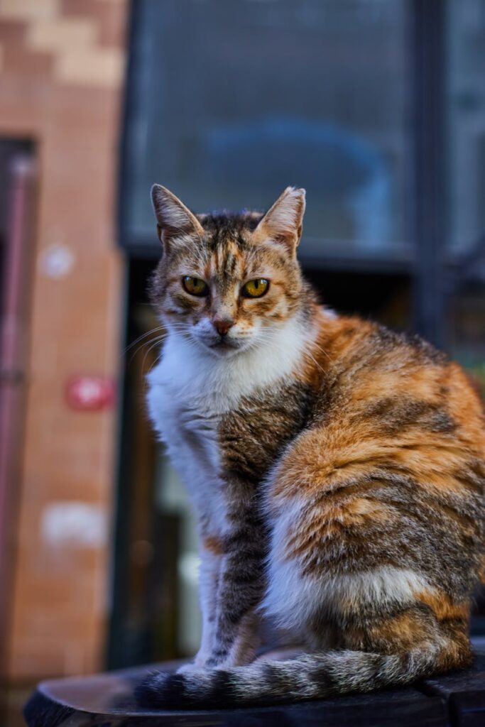 charming turkish street cat in istanbul alley