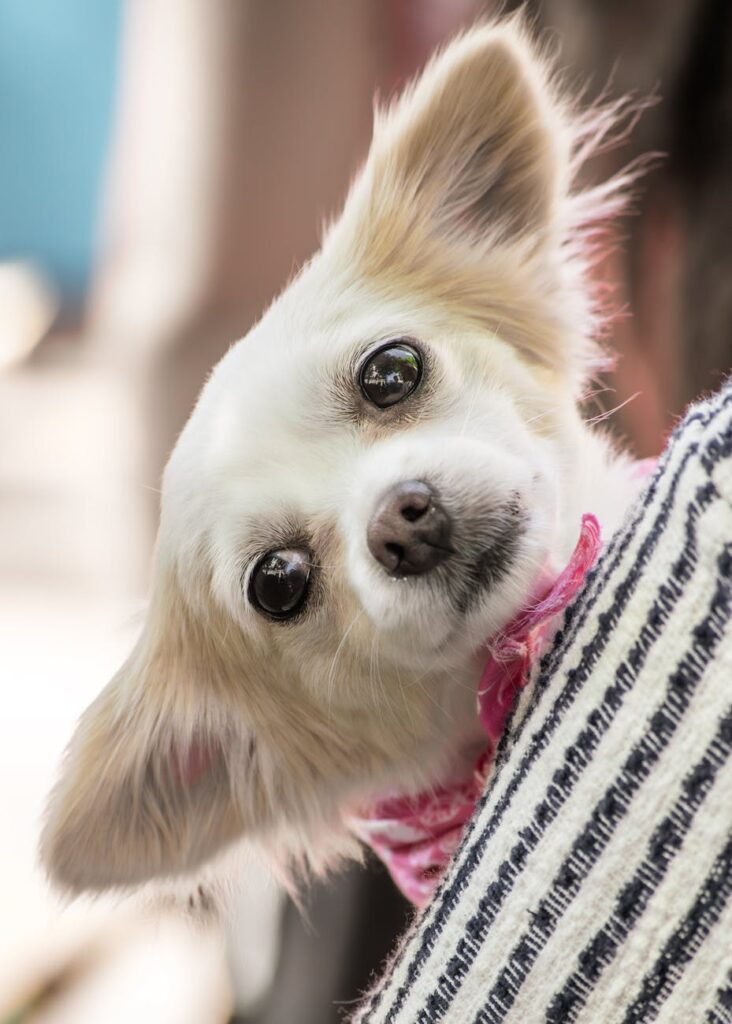 cute chihuahua puppy wrapped in cozy blanket