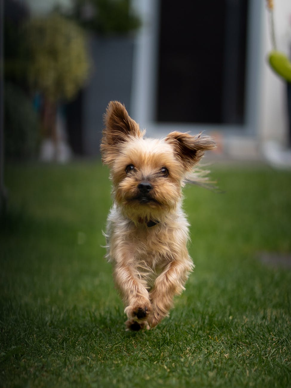 adorable yorkshire terrier running in garden