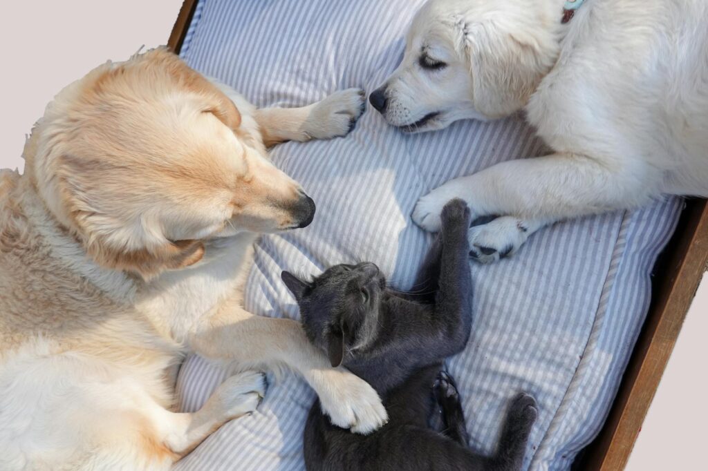 dogs and a cat lying on a cushion